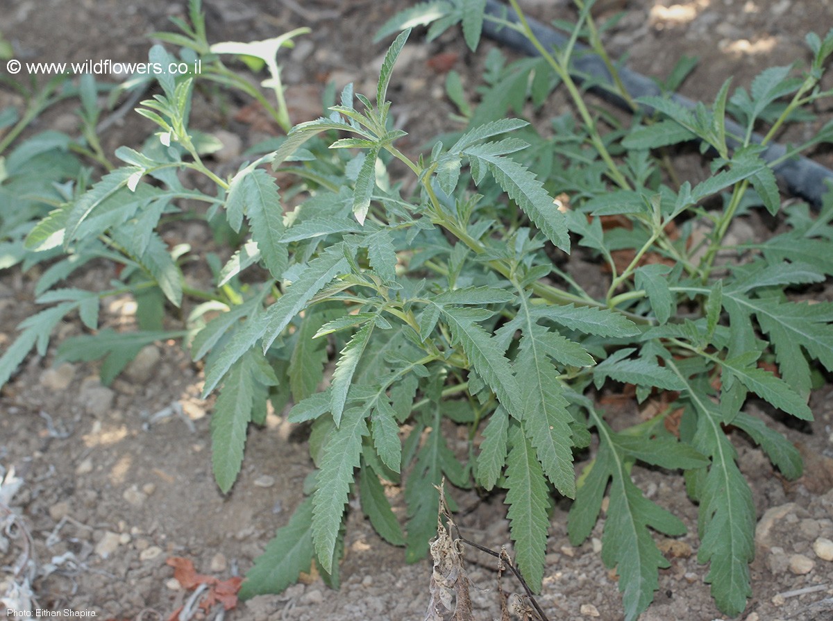 Ambrosia grayi